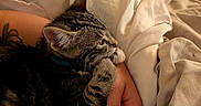 Jimi is registered to the contest to win money with this photo: cat, kitten, tabby, pet, animal, bed, blanket, comfort, cozy, resting, indoor, human_hand, tattoo, fur, cute, sleepy, soft, warm_light, relaxation, companionship