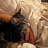 cat, kitten, tabby, pet, animal, bed, blanket, comfort, cozy, resting, indoor, human_hand, tattoo, fur, cute, sleepy, soft, warm_light, relaxation, companionship