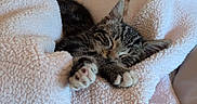 Jimi joined the competition — help win amazing prizes! animal, blanket, cat, comfort, cozy, cute, feline, fur, home, indoor, kitten, nap, paws, pet, relaxing, resting, sleeping, soft, tabby, warm