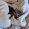 Jimi joined the competition — help win amazing prizes! kitten, cat, sleeping, blanket, cozy, tabby, fur, paws, indoor, relaxing, cute, pet, soft, comfort, resting, home, animal, feline, warm, nap
