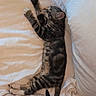 Jimi is registered to the contest to win money with this photo: cat, tabby_cat, sleeping, stretching, bed, white_sheets, pillow, fur, pet, resting, domestic_animal, cozy, indoor, animal, feline, cute, relaxed, soft_light, comfort, nap
