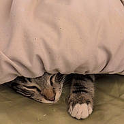 Jimi joined the competition — help win amazing prizes! cat, tabby_cat, blanket, sleeping, paw, cozy, indoor, resting, cute, pet, fur, striped, animal, domestic_cat, relaxation, snuggling, bed, soft, comfort, napping