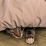 cat, tabby_cat, blanket, sleeping, paw, cozy, indoor, resting, cute, pet, fur, striped, animal, domestic_cat, relaxation, snuggling, bed, soft, comfort, napping