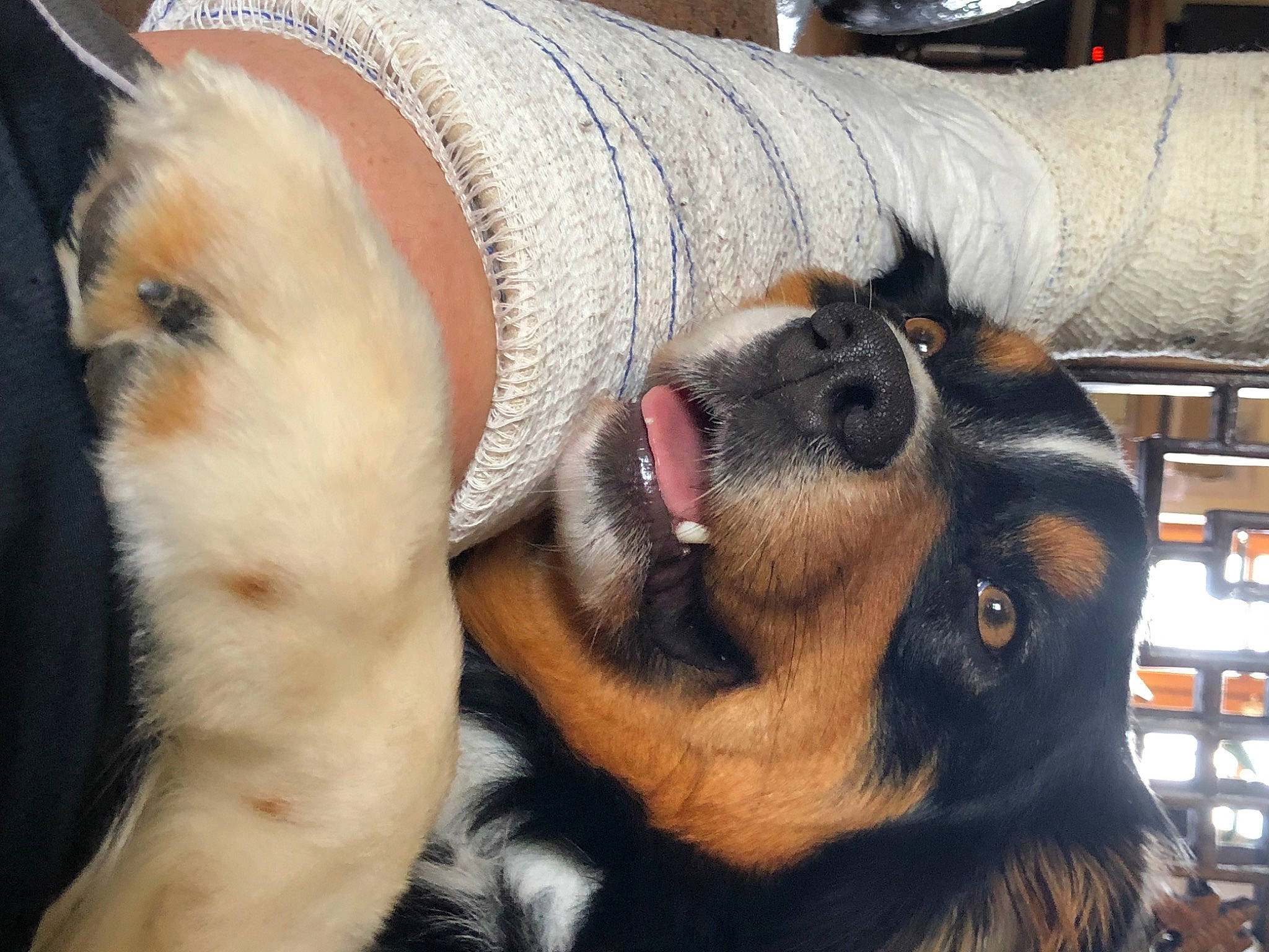 Sookie a rejoint le concours — aidez-le/la à gagner de superbes lots ! canidae, carnivore, comfort, companion_dog, dog, dog_breed, ear, fur, guard_dog, paw, snout, sporting_group, whiskers, working_animal, working_dog