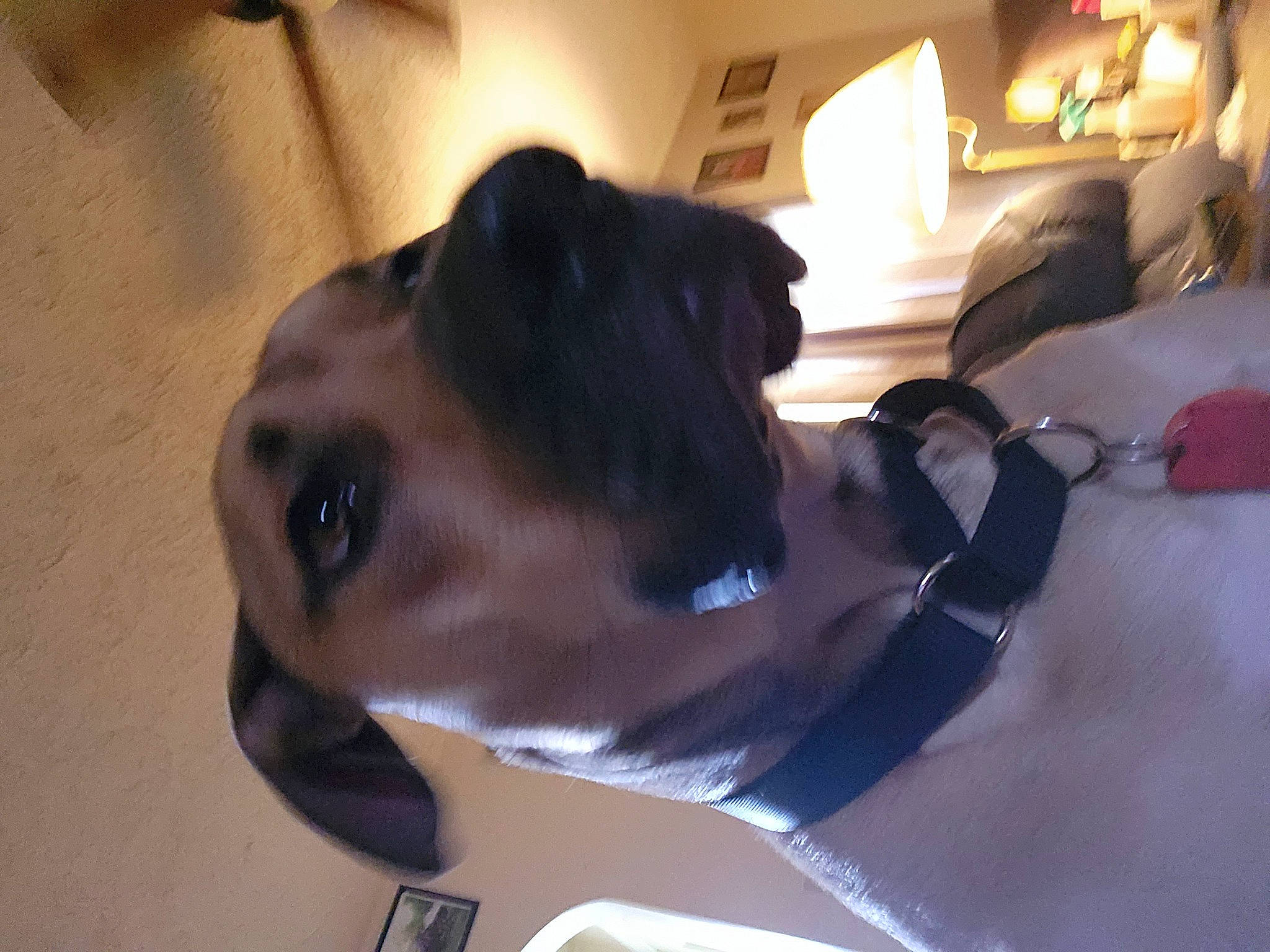 Duke is registered to the contest to win money with this photo: carnivore, collar, comfort, companion_dog, dog, dog_breed, dog_collar, ear, fawn, guard_dog, lamp, non_sporting_group, personal_protective_equipment, pet_supply, picture_frame, snout, sporting_group, whiskers, working_animal, working_dog