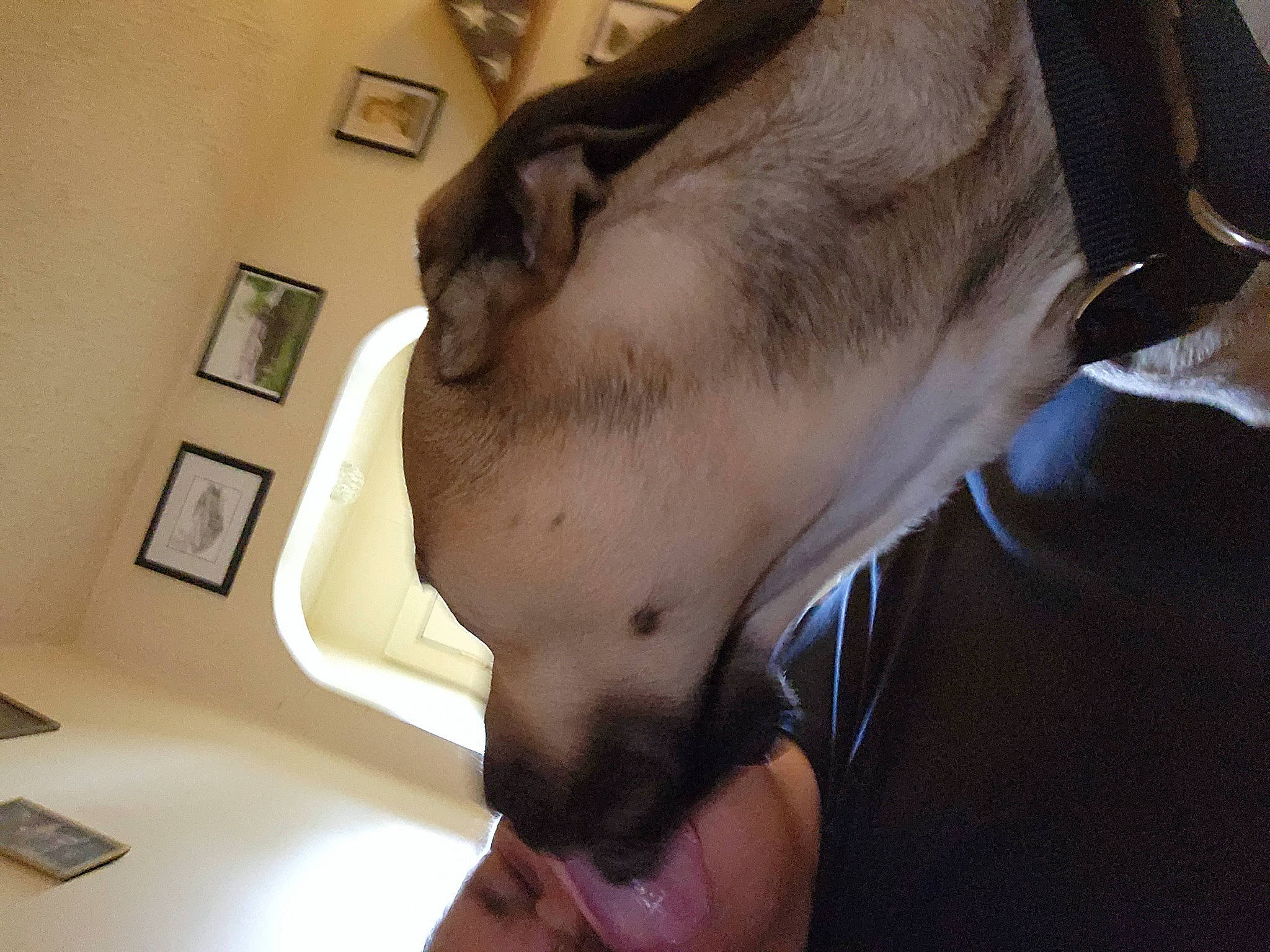 Duke joined the competition — help win amazing prizes! abdomen, carnivore, chest, companion_dog, dog, dog_breed, ear, elbow, eyelash, facial_hair, fawn, gesture, jaw, nail, picture_frame, snout, thumb, trunk, whiskers, wrist