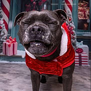 Frayja participe au concours pour gagner de l'argent avec cette photo : dog, christmas, holiday, festive_clothing, red, white, snow, wreath, gift, present, decorations, pet, canine, smiling, closed_eyes, winter, celebration, front_view, indoor, festive