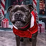 dog, christmas, holiday, festive_clothing, red, white, snow, wreath, gift, present, decorations, pet, canine, smiling, closed_eyes, winter, celebration, front_view, indoor, festive