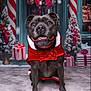 dog, black_dog, christmas, holiday, festive, santa_outfit, red_clothing, snow, christmas_tree, gift, present, ribbon, candy_cane, decorations, smiling, indoor, portrait, cute, winter, celebration