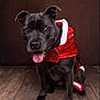 dog, black_dog, pet, animal, canine, portrait, festive_clothing, santa_coat, holiday, tongue_out, wooden_floor, brown_background, studio_photo, cute, smiling, sitting, fur, ears, eyes, nose
