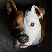 Ugo a rejoint le concours — aidez-le/la à gagner de superbes lots ! dog, pet, animal, portrait, brown, white, face, ears, eyes, nose, floor, wooden_floor, indoor, looking_up, close_up, canine, fur, shadow, lighting, cute
