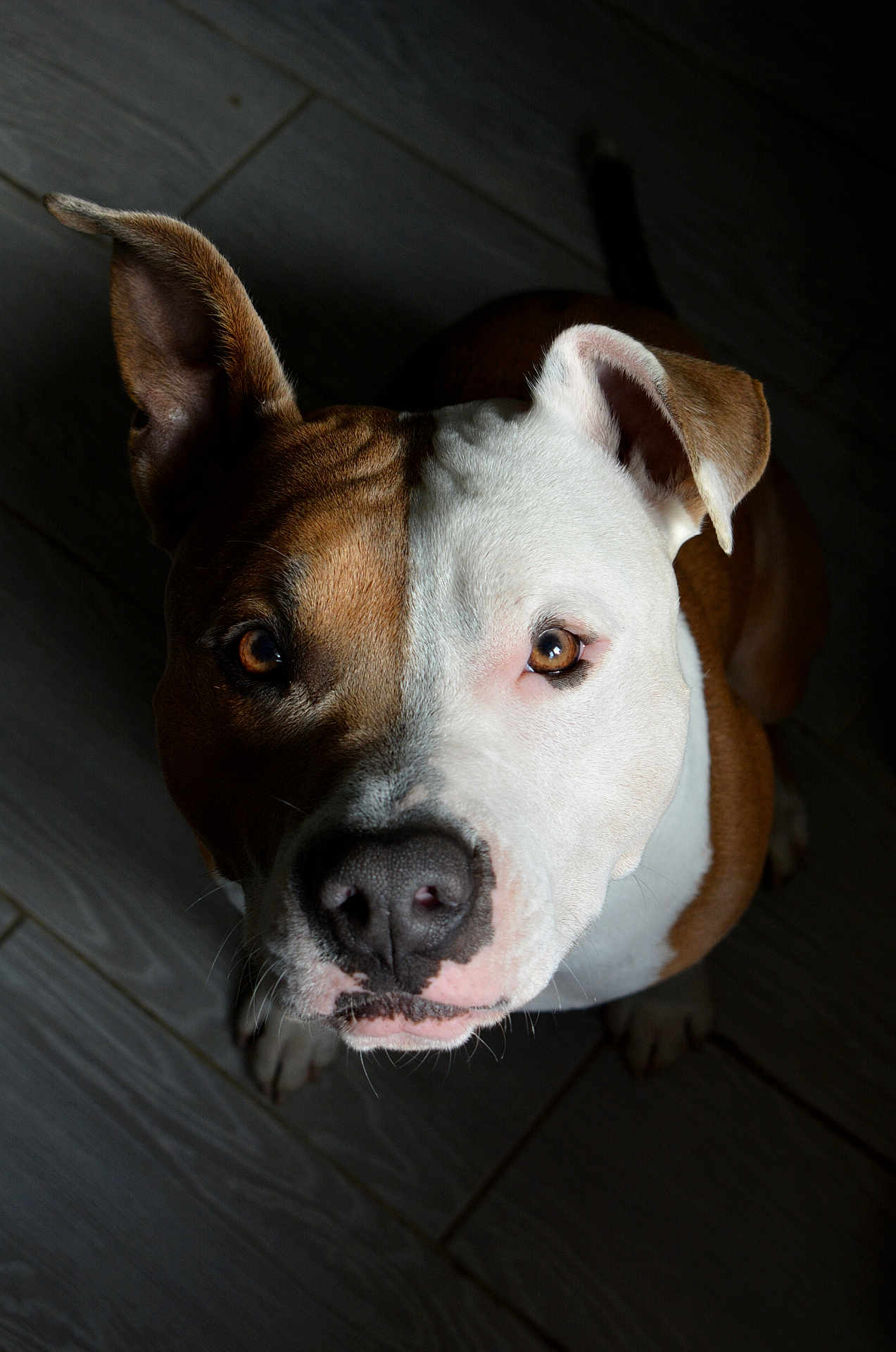 Ugo a rejoint le concours — aidez-le/la à gagner de superbes lots ! dog, pet, animal, portrait, brown, white, face, ears, eyes, nose, floor, wooden_floor, indoor, looking_up, close_up, canine, fur, shadow, lighting, cute