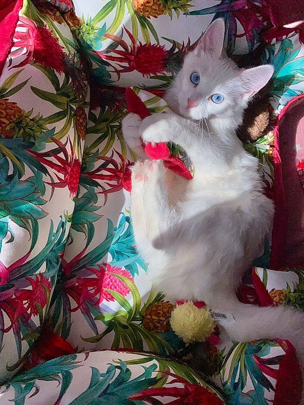 Bonita participe au concours pour gagner de l'argent avec cette photo : art, carnivore, cat, christmas, christmas_eve, christmas_ornament, creative_arts, domestic_short_haired_cat, event, fawn, felidae, fur, holiday, linens, pattern, paw, petal, small_to_medium_sized_cats, tail, whiskers