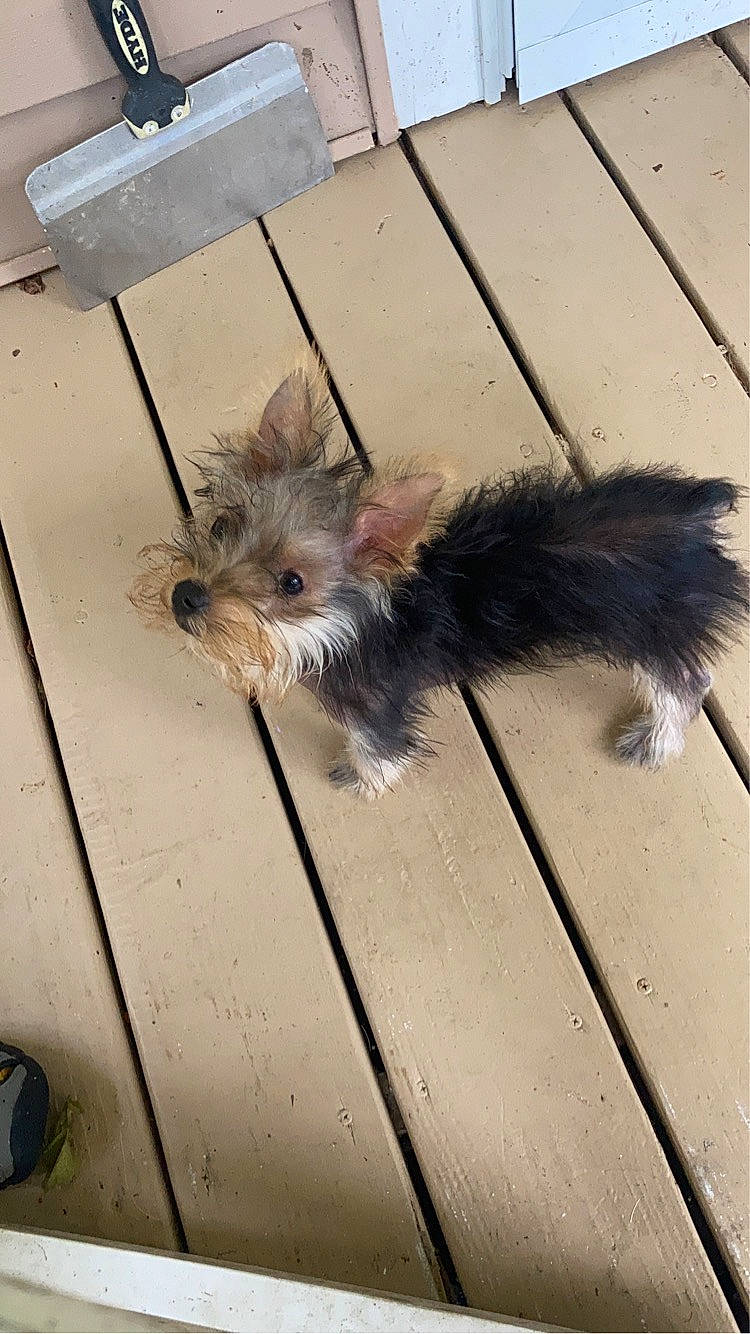 Hope joined the competition — help win amazing prizes! asphalt, canidae, carnivore, companion_dog, dog, dog_breed, fawn, flooring, fur, paw, road_surface, small_terrier, snout, sporting_group, tail, terrier, toy_dog, whiskers, wood, working_animal