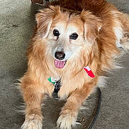 Autum is registered to the contest to win money with this photo: accessories, animal, bodypart, canine, cockerspaniel, dog, eskimodog, goldenretriever, husky, indoors, interiordesign, jewelry, leash, mouth, necklace, person, pet, puppy, strap, teeth