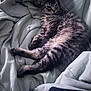 Wolverine is registered to the contest to win money with this photo: cat, tabby, sleepy, fur, pet, animal, blanket, cozy, resting, indoor, soft, comfort, relax, cute, whiskers, paws, bed, feline, domestic, calm