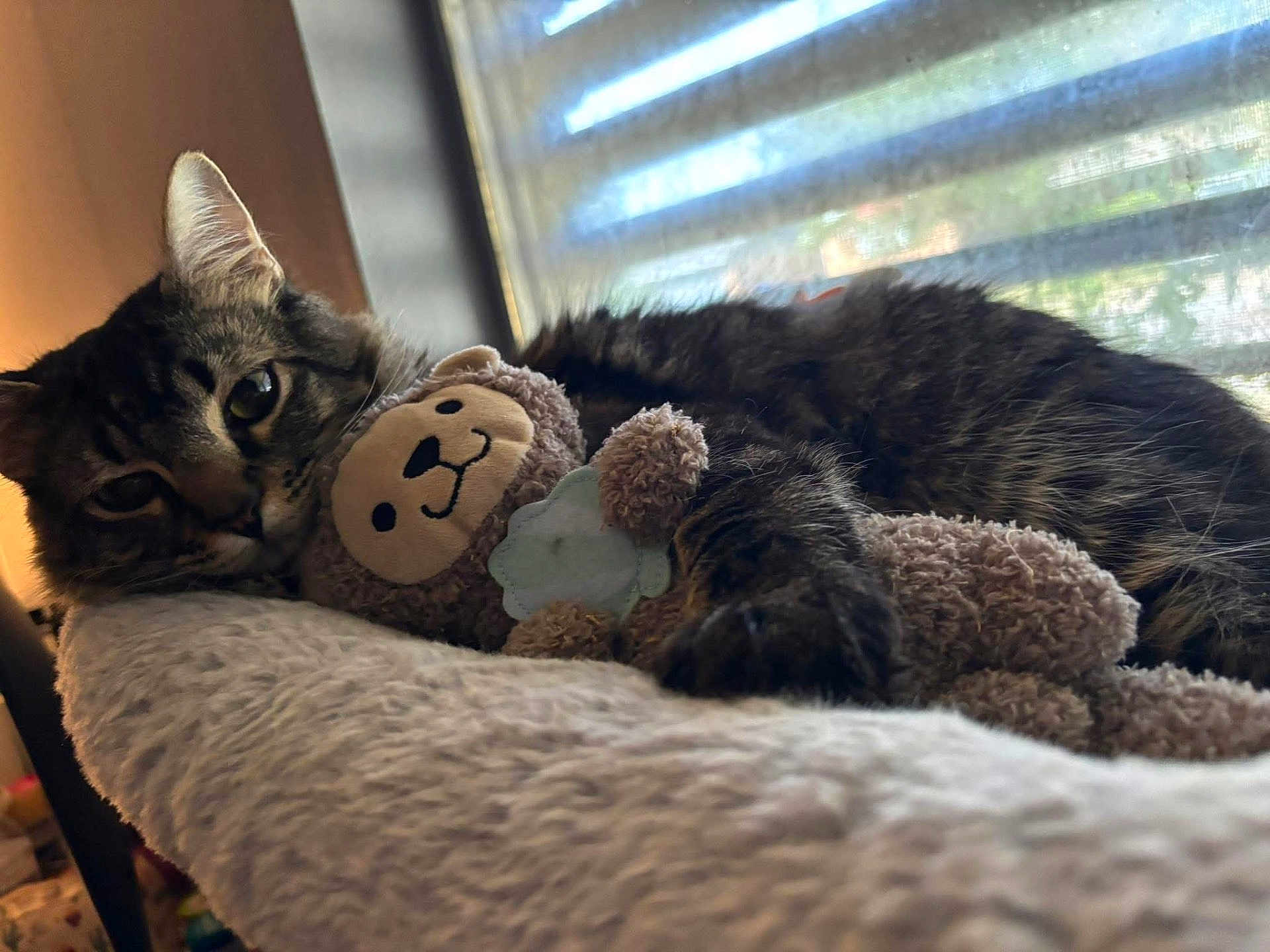 Wolverine joined the competition — help win amazing prizes! cat, tabby, plush_toy, teddy_bear, blanket, window, blinds, indoor, cozy, sleepy, pet, fur, relaxed, resting, animal, cute, soft, comfort, closeup, home
