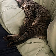Wolverine joined the competition — help win amazing prizes! cat, tabby, sleeping, couch, furniture, pet, indoor, cozy, relaxed, fur, whiskers, paw, animal, domestic, mammal, resting, cute, lazy, comfort, nap