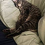 cat, tabby, sleeping, couch, furniture, pet, indoor, cozy, relaxed, fur, whiskers, paw, animal, domestic, mammal, resting, cute, lazy, comfort, nap