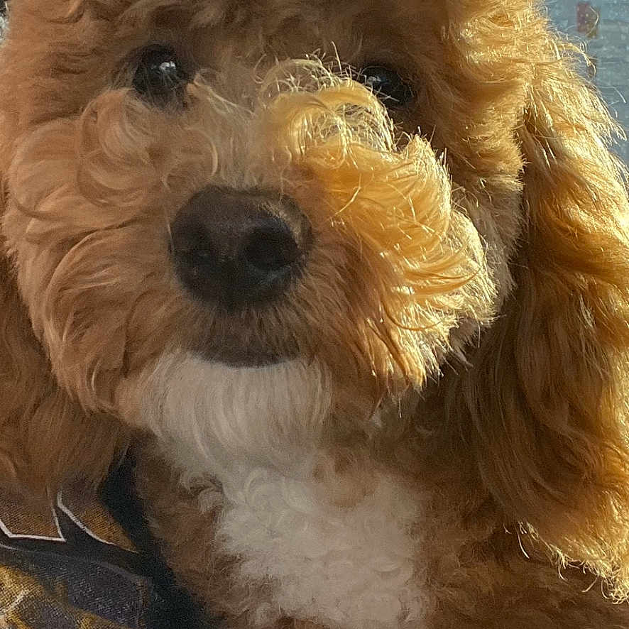 Athena Brewer joined the competition — help win amazing prizes! dog, puppy, curly_fur, apricot_fur, fluffy, white_chest, black_nose, brown_eyes, portrait, close_up, pet, indoors, window, sunlight, blue_sky, blanket, cozy, adorable, sitting, animal