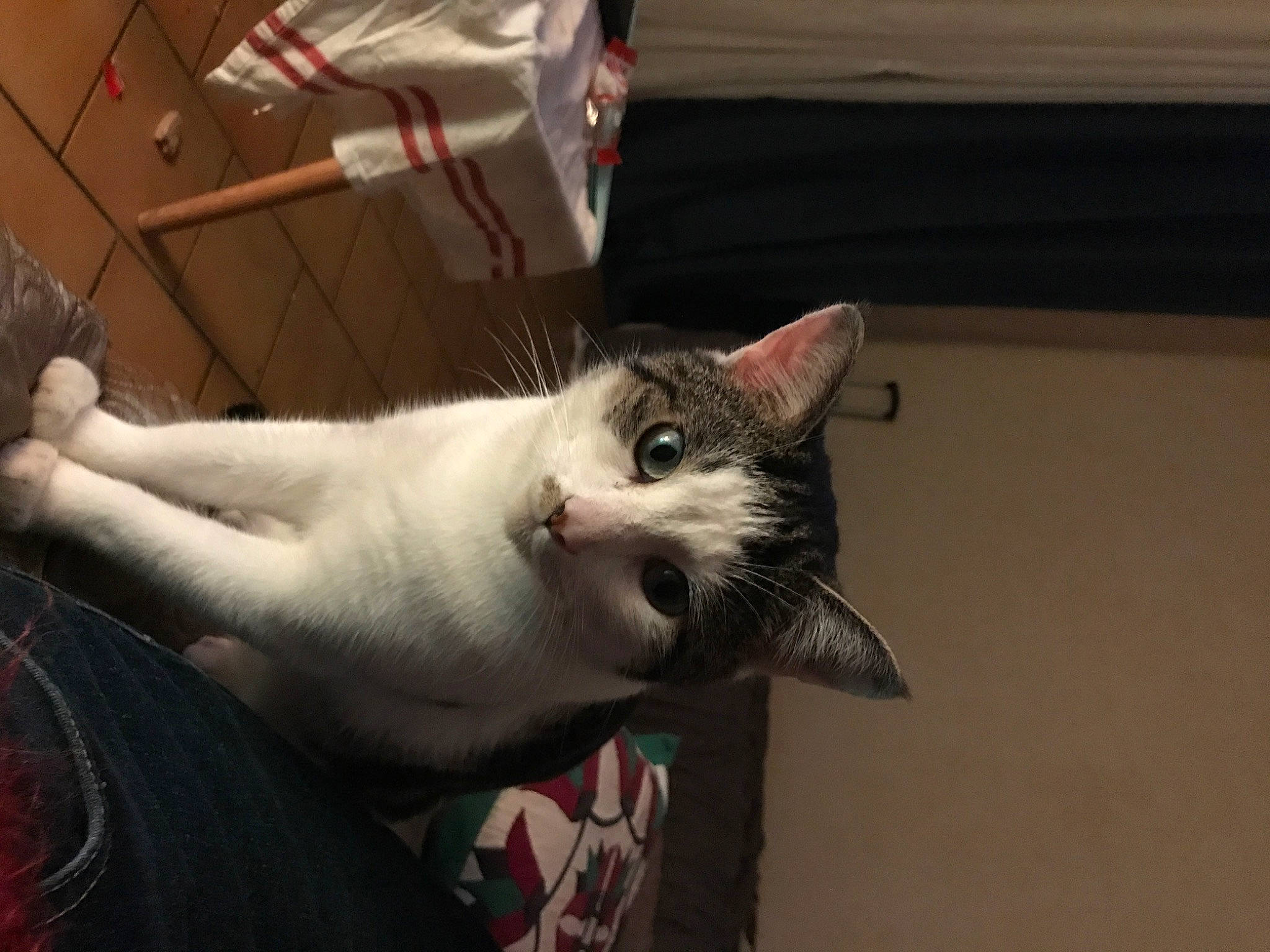 Osiris participe au concours pour gagner de l'argent avec cette photo : box, carnivore, cat, claw, domestic_short_haired_cat, ear, fang, felidae, fur, paw, shipping_box, small_to_medium_sized_cats, snout, tail, whiskers