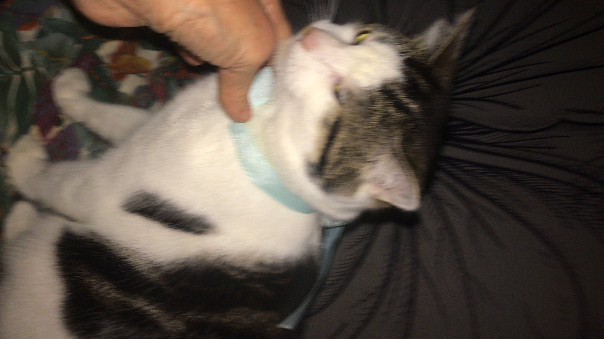 Osiris participe au concours pour gagner de l'argent avec cette photo : canidae, carnivore, cat, claw, comfort, dog_breed, domestic_short_haired_cat, ear, felidae, fur, gesture, nail, nap, paw, small_to_medium_sized_cats, snout, tail, whiskers