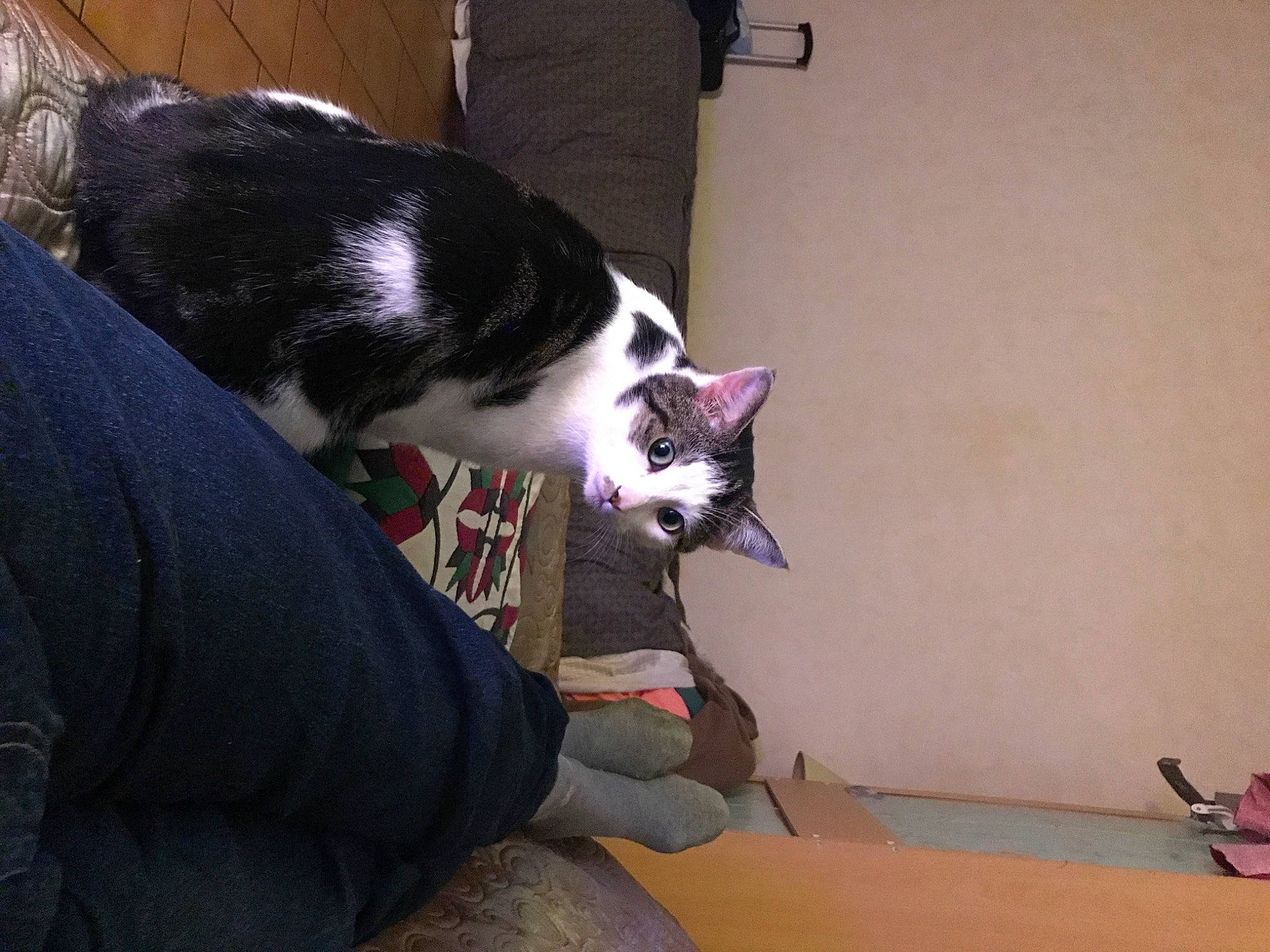 Osiris participe au concours pour gagner de l'argent avec cette photo : canidae, carnivore, cat, comfort, domestic_short_haired_cat, felidae, flooring, foot, fur, hardwood, human_leg, lap, sitting, small_to_medium_sized_cats, t_shirt, tail, thigh, whiskers, wood