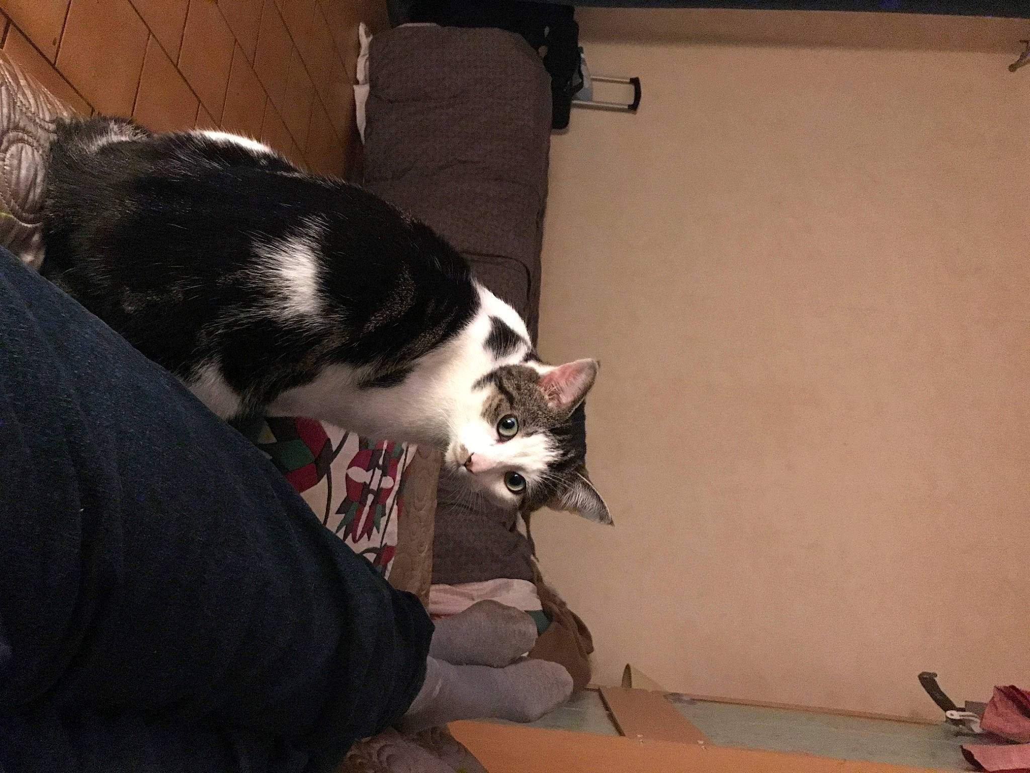 Osiris participe au concours pour gagner de l'argent avec cette photo : carnivore, cat, comfort, domestic_short_haired_cat, felidae, flooring, fur, hardwood, human_leg, lap, mammal, paw, room, sitting, small_to_medium_sized_cats, tail, whiskers, wood