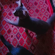 Bastet a rejoint le concours — aidez-le/la à gagner de superbes lots ! animal, blurred, carpet, cat, domestic_animal, feline, floor, fur, gray_cat, home, indoor, motion_blur, moving, patterned_rug, pet, playful, red_rug, shadow, tail, texture