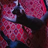animal, blurred, carpet, cat, domestic_animal, feline, floor, fur, gray_cat, home, indoor, motion_blur, moving, patterned_rug, pet, playful, red_rug, shadow, tail, texture