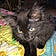 Bastet