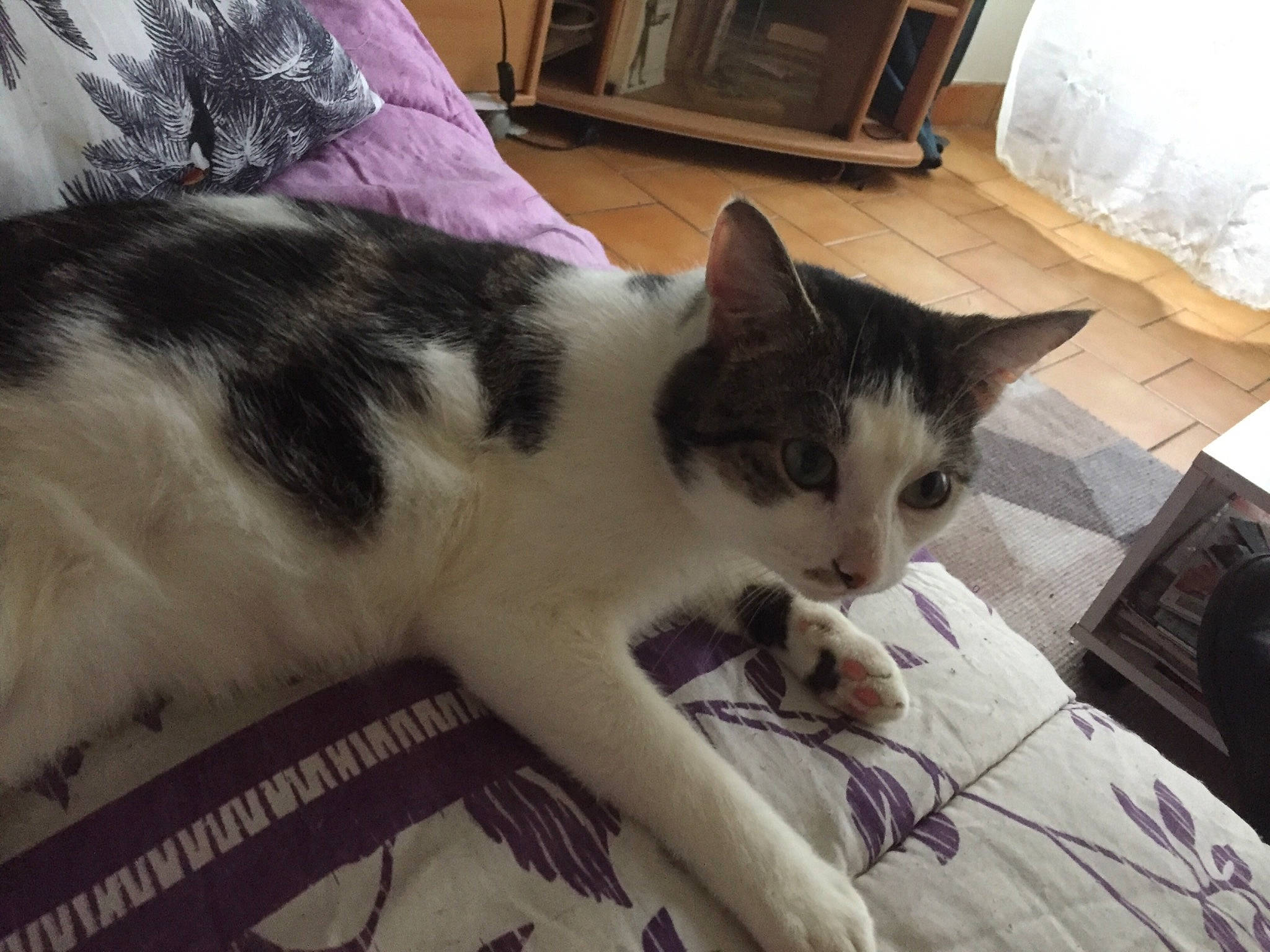 Osiris participe au concours pour gagner de l'argent avec cette photo : box, cabinetry, carnivore, cat, comfort, cupboard, domestic_short_haired_cat, drawer, felidae, fur, linens, small_to_medium_sized_cats, snout, tail, whiskers