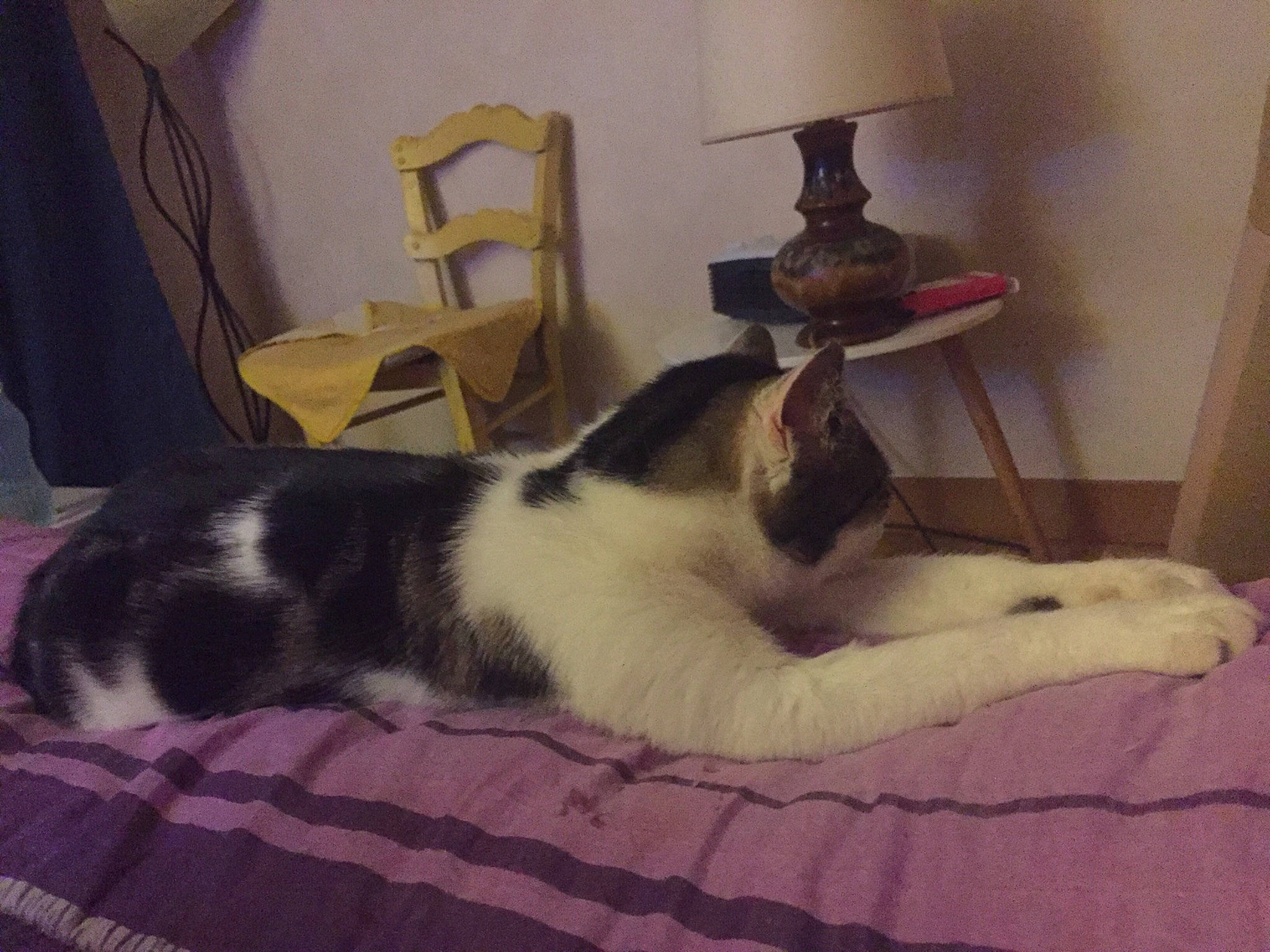 Osiris a rejoint le concours — aidez-le/la à gagner de superbes lots ! canidae, carnivore, cat, cat_supply, chair, comfort, companion_dog, dog_breed, domestic_short_haired_cat, felidae, flooring, fur, hardwood, nap, paw, room, small_to_medium_sized_cats, sporting_group, tail, whiskers