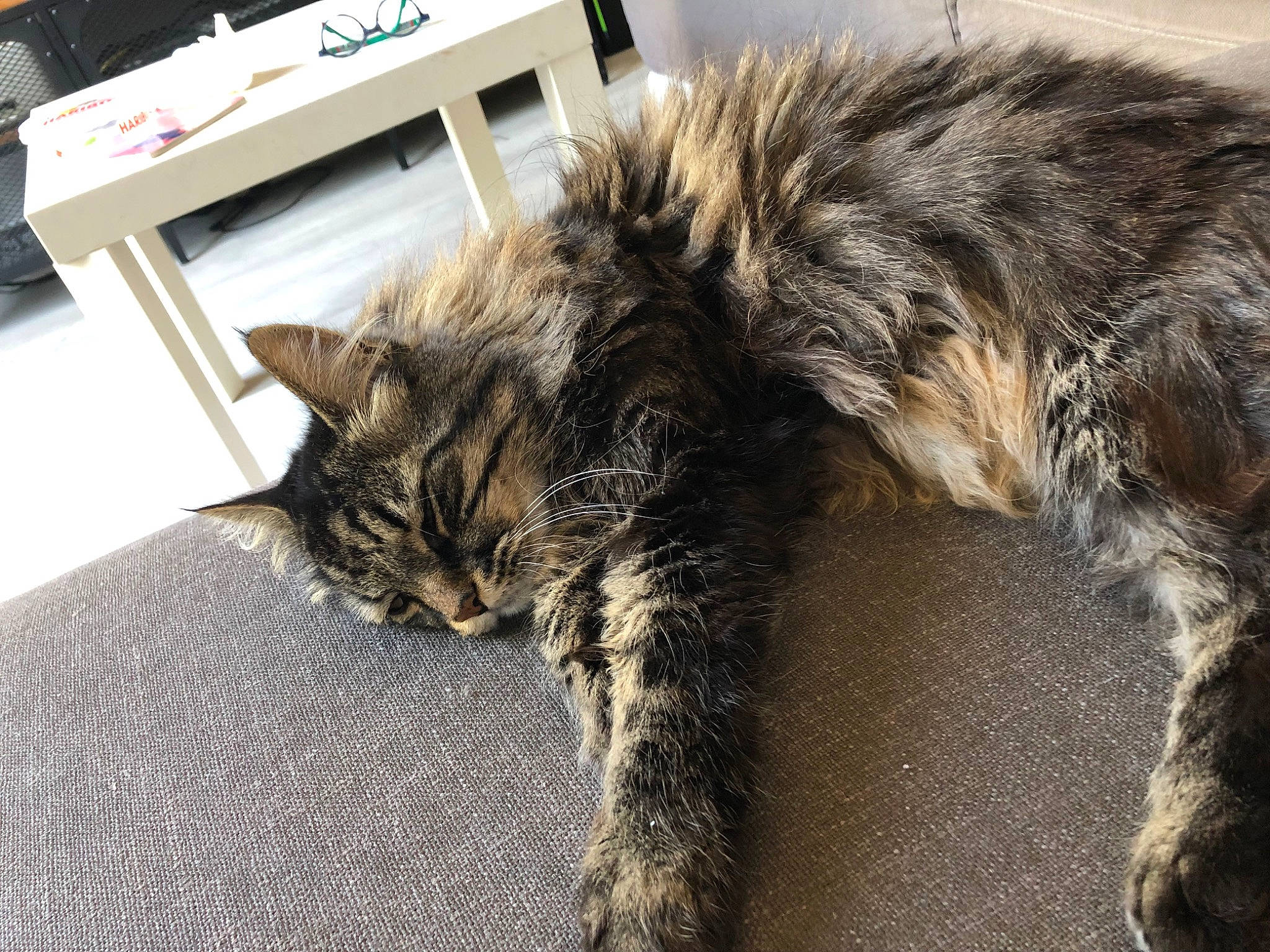 Chaussette participe au concours pour gagner de l'argent avec cette photo : carnivore, cat, claw, comfort, domestic_short_haired_cat, felidae, flooring, fur, nap, natural_material, paw, sleep, small_to_medium_sized_cats, snout, table, tail, terrestrial_animal, whiskers