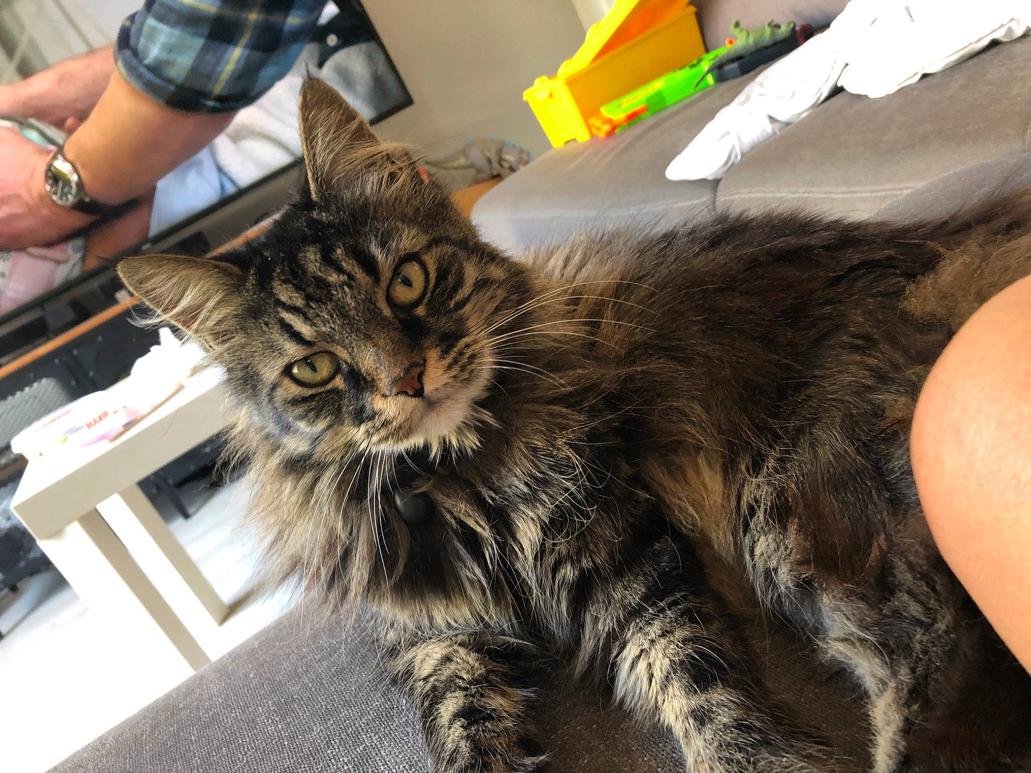 Chaussette participe au concours pour gagner de l'argent avec cette photo : box, carnivore, cat, claw, comfort, domestic_short_haired_cat, felidae, fur, jewellery, paw, sitting, small_to_medium_sized_cats, snout, tail, whiskers