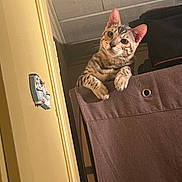 Willow a rejoint le concours — aidez-le/la à gagner de superbes lots ! cat, tabby, indoor, curious, peeking, feline, brown, fabric, wall, ceiling, ears, whiskers, eyes, pet, animal, cute, household, looking, resting, closeup