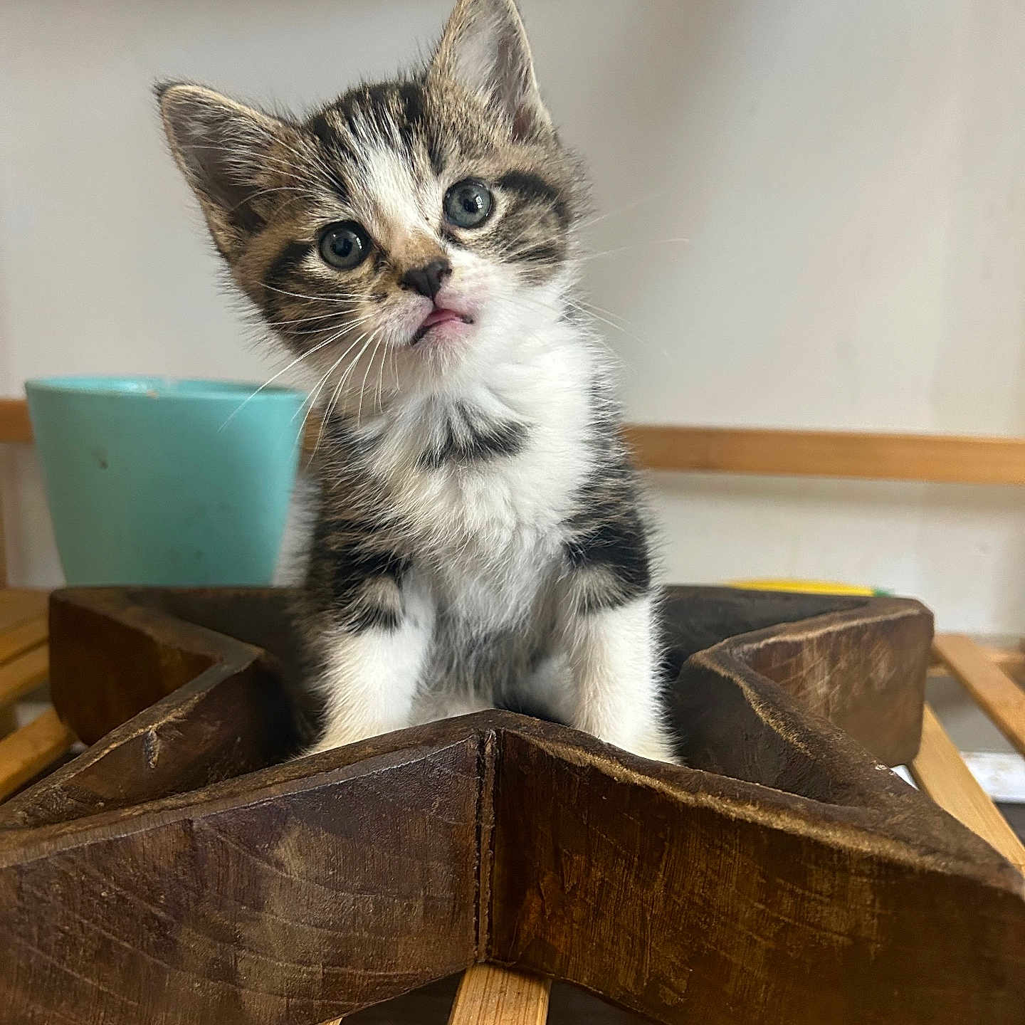 Piccolo is registered to the contest to win money with this photo: animal, background_blur, cat, container, curious, cute, ears, eyes, feline, fur, indoor, kitten, pet, small, tabby, table, tongue_out, whiskers, wooden_star, wooden_surface
