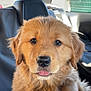 puppy, dog, golden_retriever, fluffy, cute, pet, animal, car_interior, seat, fur, tongue, closeup, portrait, young, canine, looking_at_camera, adorable, domestic_animal, mammal, sitting