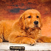 Vaype participe au concours pour gagner de l'argent avec cette photo : golden_retriever, puppy, dog, animal, pet, fluffy, fur, portrait, indoor, wooden_chest, brown_background, cute, closeup, young, mammal, canine, resting, studio, adorable, paw