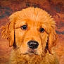 golden_retriever, puppy, dog, close_up, portrait, fluffy, fur, ears, nose, eyes, whiskers, cute, animal, pet, studio, background, head, muzzle, expression, canine
