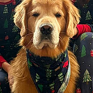 Leo is registered to the contest to win money with this photo: dog, golden_retriever, bandana, christmas, holiday, pajamas, people, festive, indoor, portrait, pet, mammal, fur, cute, companion, animal, sitting, face, warm, family