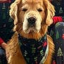 dog, golden_retriever, bandana, christmas, holiday, pajamas, people, festive, indoor, portrait, pet, mammal, fur, cute, companion, animal, sitting, face, warm, family