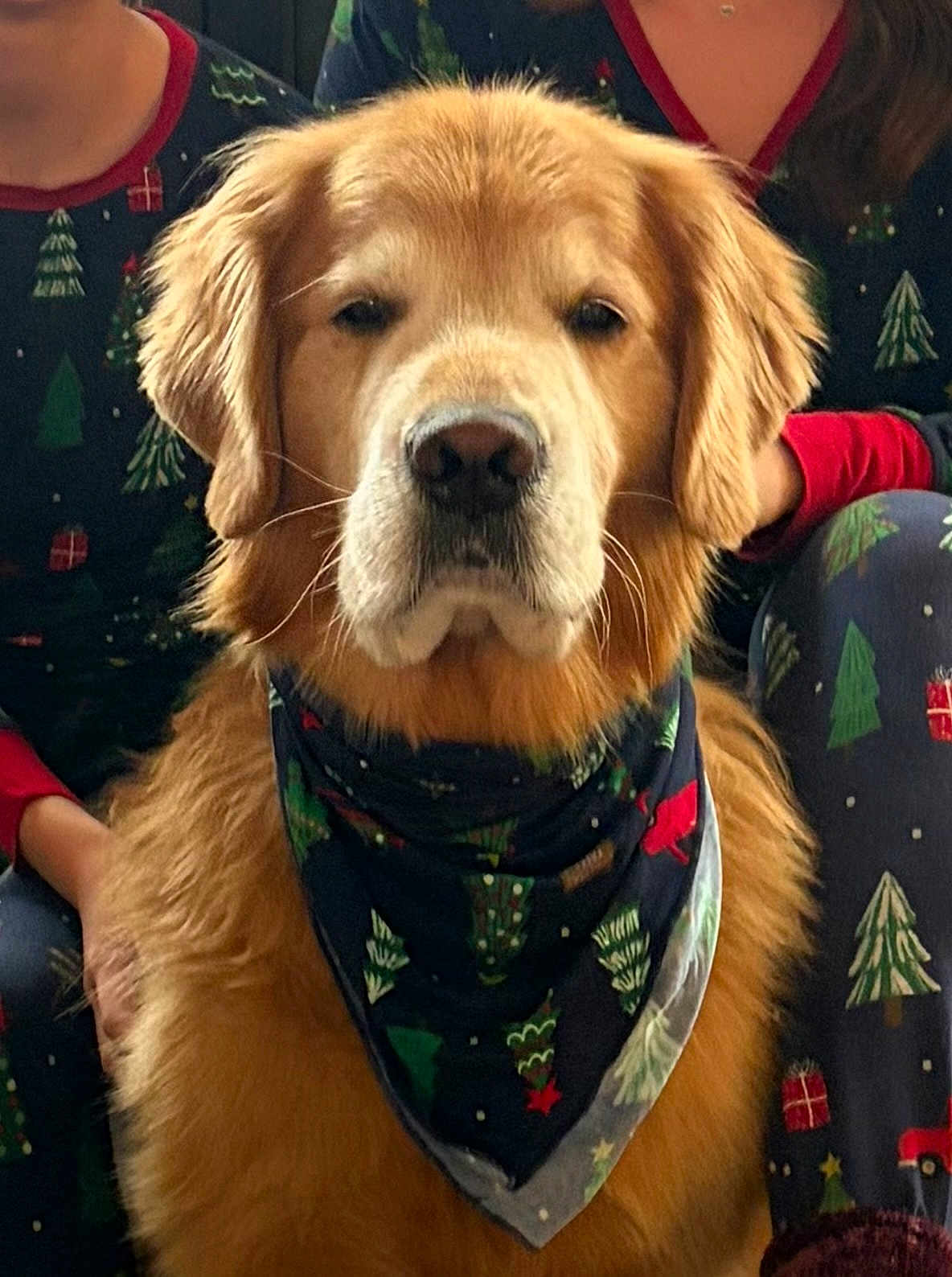 Leo is registered to the contest to win money with this photo: dog, golden_retriever, bandana, christmas, holiday, pajamas, people, festive, indoor, portrait, pet, mammal, fur, cute, companion, animal, sitting, face, warm, family