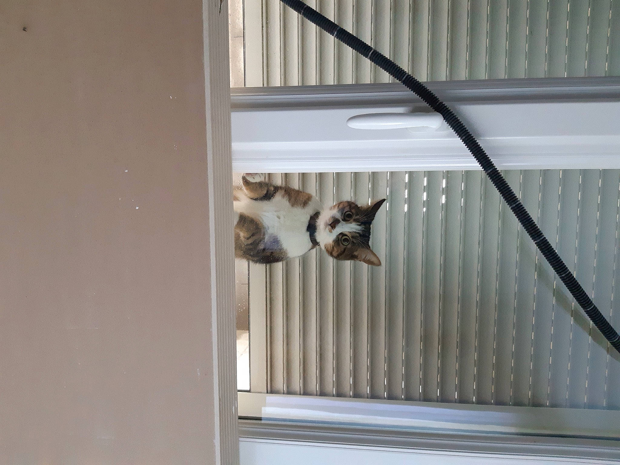 Litchie participe au concours pour gagner de l'argent avec cette photo : baluster, carnivore, ceiling, dog_breed, door, felidae, fixture, handrail, hardwood, home_door, metal, pet_supply, room, sporting_group, stairs, steel, terrestrial_animal, window_covering, window_treatment, wood