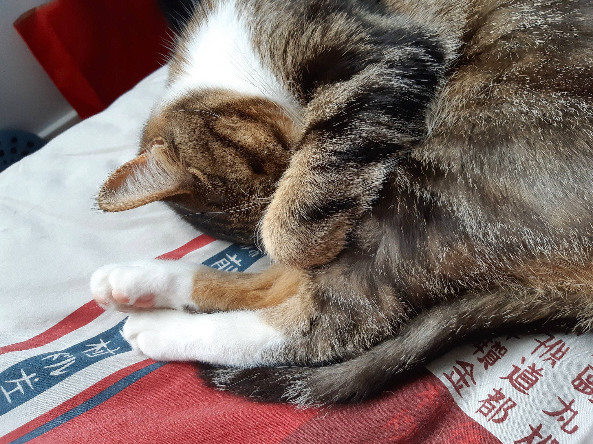 Litchie a rejoint le concours — aidez-le/la à gagner de superbes lots ! canidae, carnivore, cat, claw, comfort, dog_breed, domestic_short_haired_cat, eye, fawn, felidae, fur, human_leg, nap, paw, sleep, small_to_medium_sized_cats, snout, sporting_group, tail, whiskers