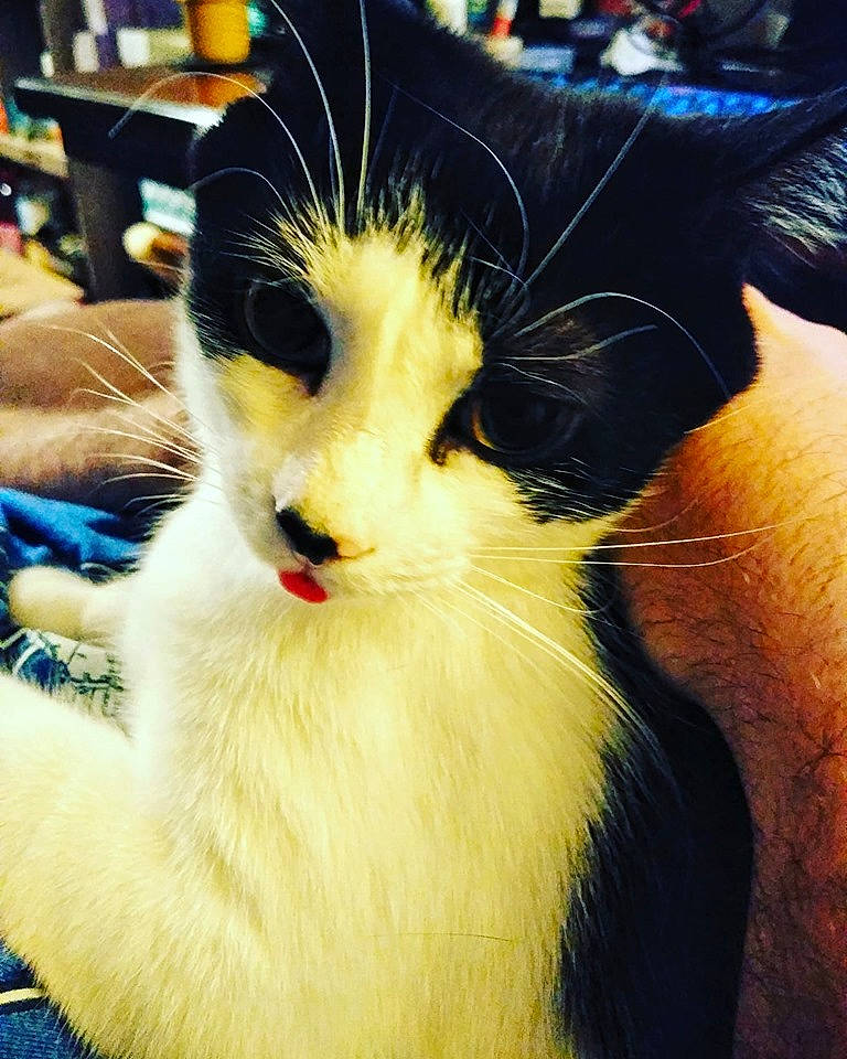 Loki joined the competition — help win amazing prizes! carnivore, cat, domestic_long_haired_cat, ear, eye, felidae, fur, nose, small_to_medium_sized_cats, snapshot, snout, whiskers