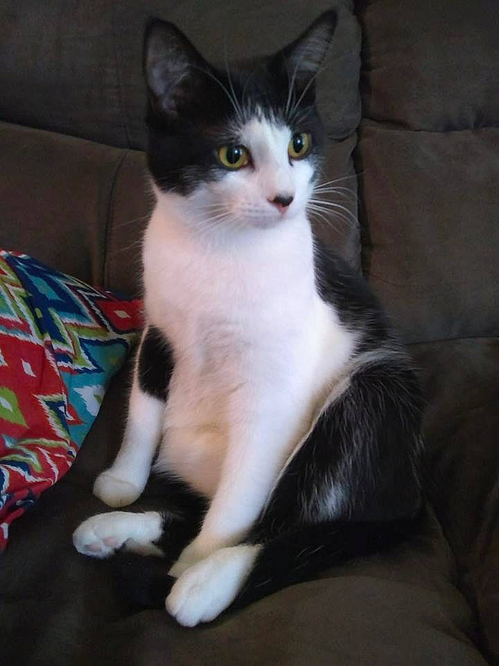 Loki is registered to the contest to win money with this photo: aegean_cat, american_wirehair, black_and_white, carnivore, cat, domestic_short_haired_cat, european_shorthair, felidae, fur, japanese_bobtail, kitten, mammal, polydactyl_cat, small_to_medium_sized_cats, tail, turkish_angora, vertebrate, whiskers
