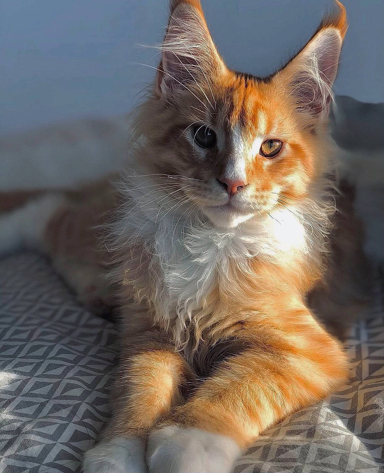 Pluton a rejoint le concours — aidez-le/la à gagner de superbes lots ! carnivore, cat, claw, domestic_short_haired_cat, eye, fawn, felidae, fur, paw, sitting, small_to_medium_sized_cats, snout, tail, terrestrial_animal, whiskers