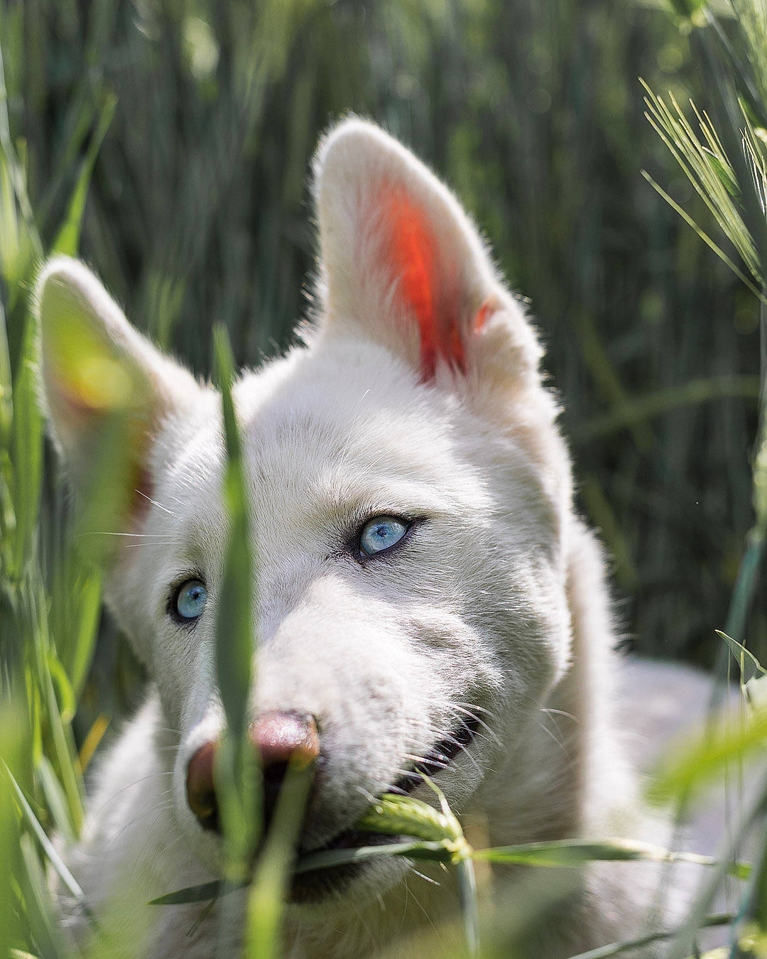 Riley a rejoint le concours — aidez-le/la à gagner de superbes lots ! canis, canis_lupus_tundrarum, carnivore, companion_dog, dog, dog_breed, fawn, felidae, fur, grass, kintamani, plant, samoyed, snout, spitz, sporting_group, terrestrial_animal, whiskers, wolf, working_animal