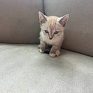 Stormi joined the competition — help win amazing prizes! kitten, cat, blue_eyes, small, cute, pet, feline, sitting, indoors, sofa, beige, texture, fur, young, animal, looking_down, cozy, domestic, cute_pet, corner